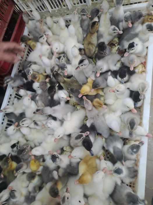 Vand boboci de rata ,gasca,pui rqsa mixta
