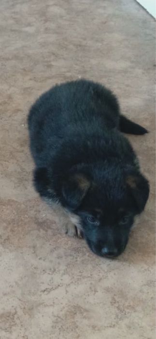 Продаи щенка Немца