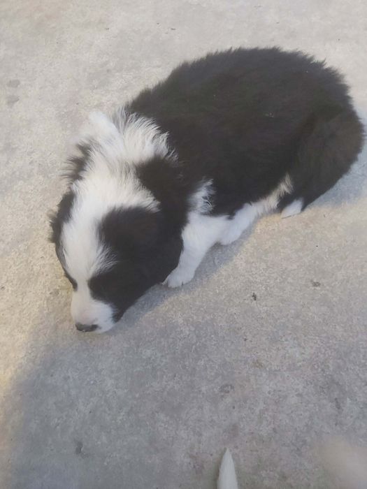 Каракачански кучанца