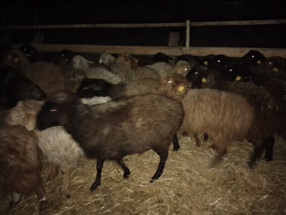 Қошқар қой Тохты сатылады оптом