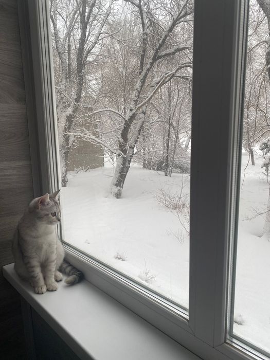 Отдам кошечку, 10 месяцев
