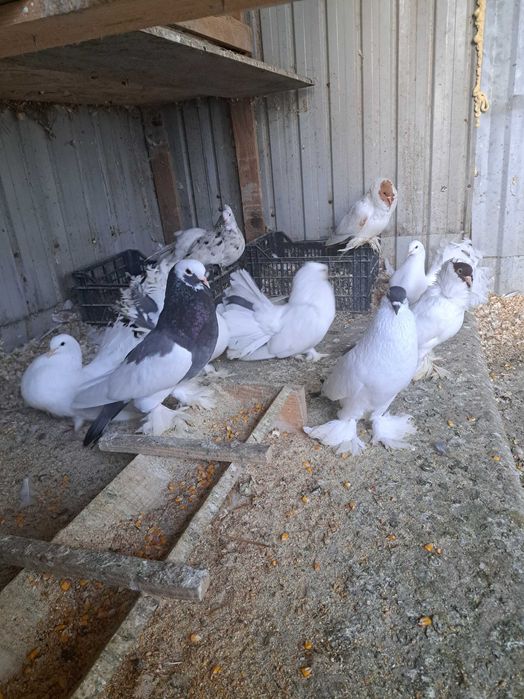 Vand porumbei indieni, rotati,gusati