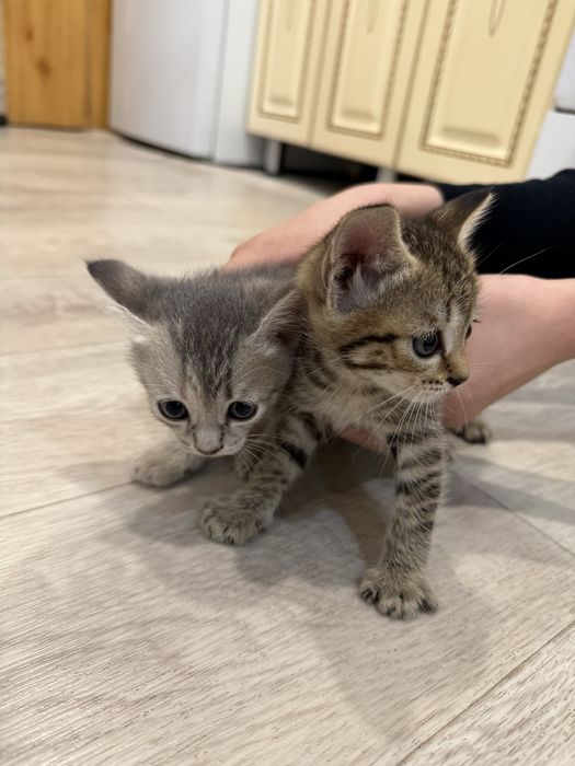 Отдам котят даром