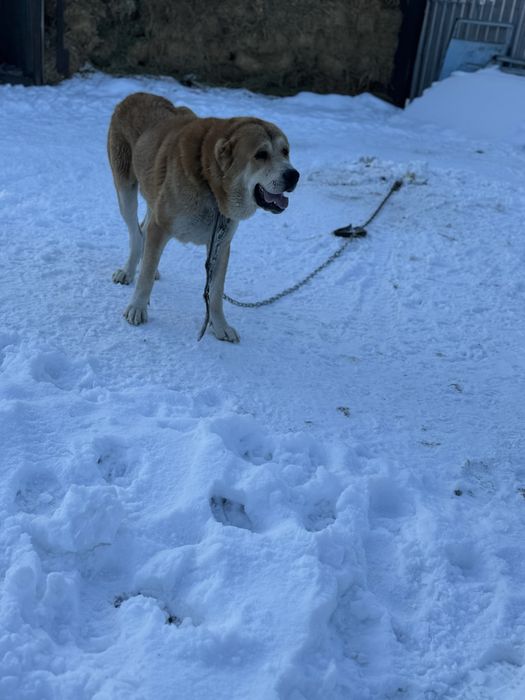 Продам молодой ,