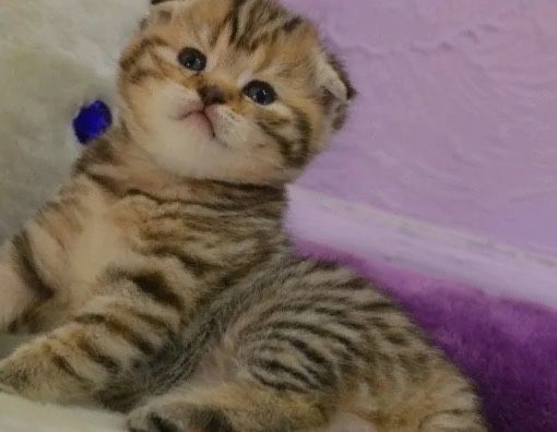 Шотландские котята Престиж