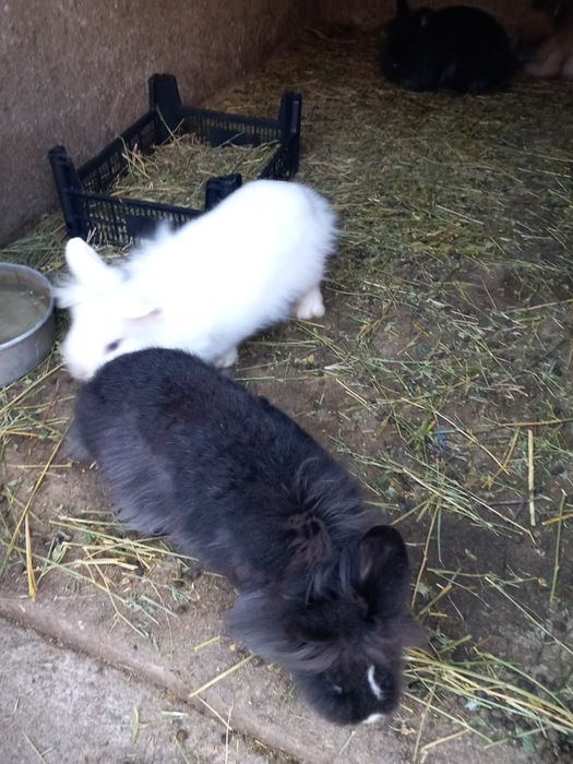 Vând iepuri cap de leu