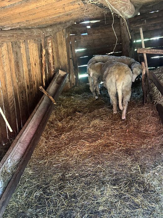 Berbec de vânzare 1 an – bun pentru reproducție