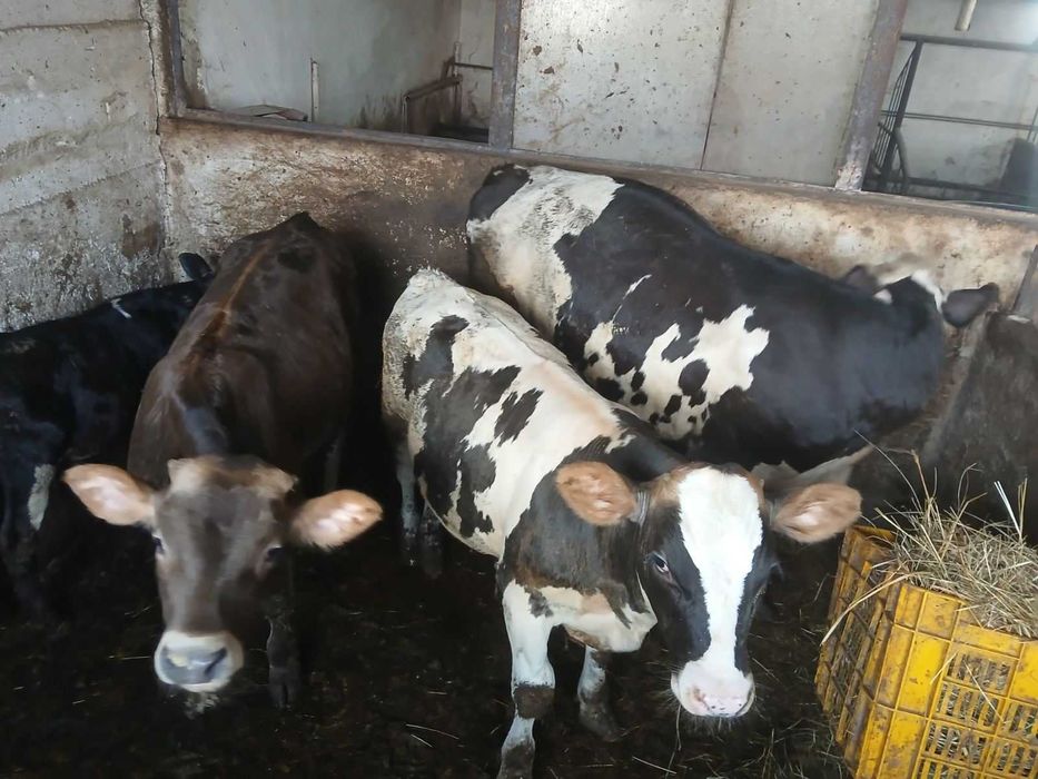 Продавам мъжки и женски телета