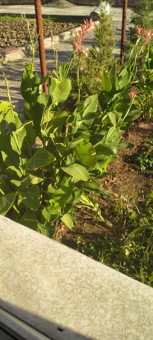 Луковицы Канна цветы