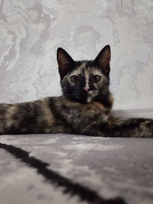 Котенок домашний отдам в хорошие руки
