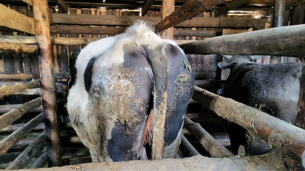 Голштинская Бык.