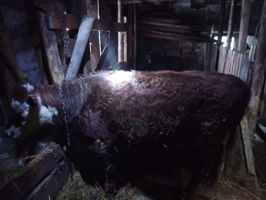 Продам телку жирную