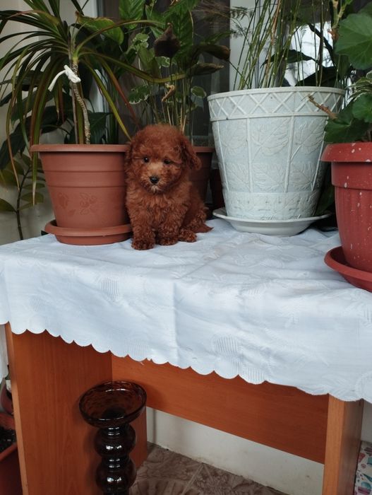 Той Пуделчета  Toy Poodle.