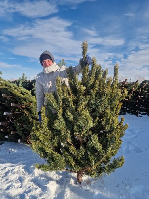 Елки новогодние сосна