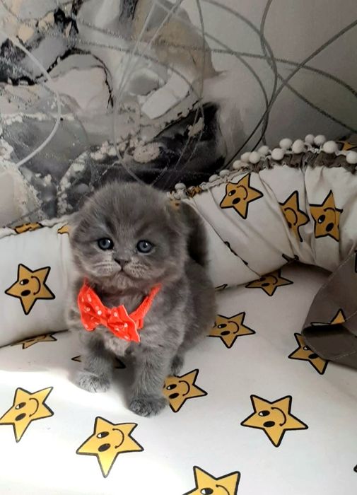 Продаются шотландские вислоухие котятки