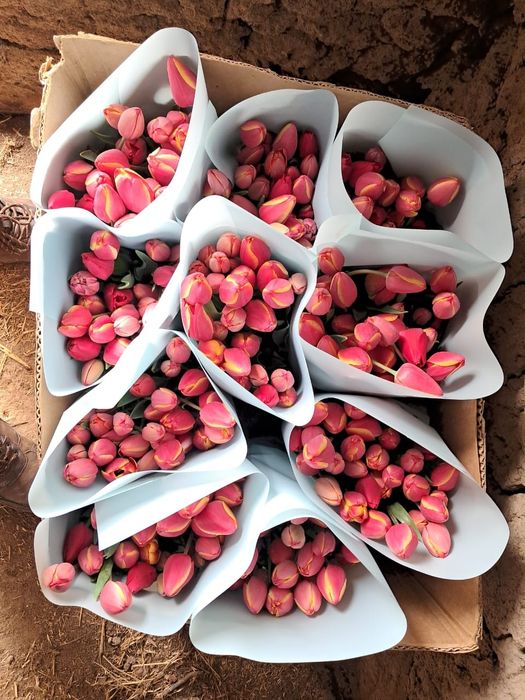 Тюльпан оптом акция