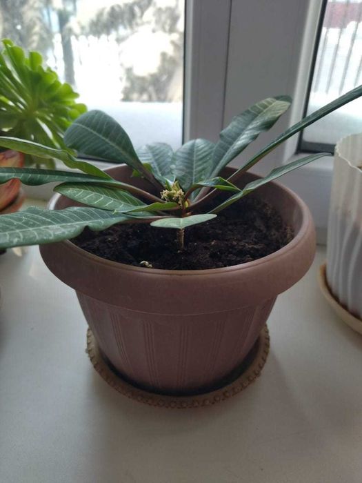 продам комнатные цветы