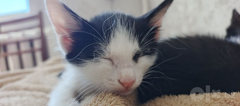 Отдам котят в добрые руки.