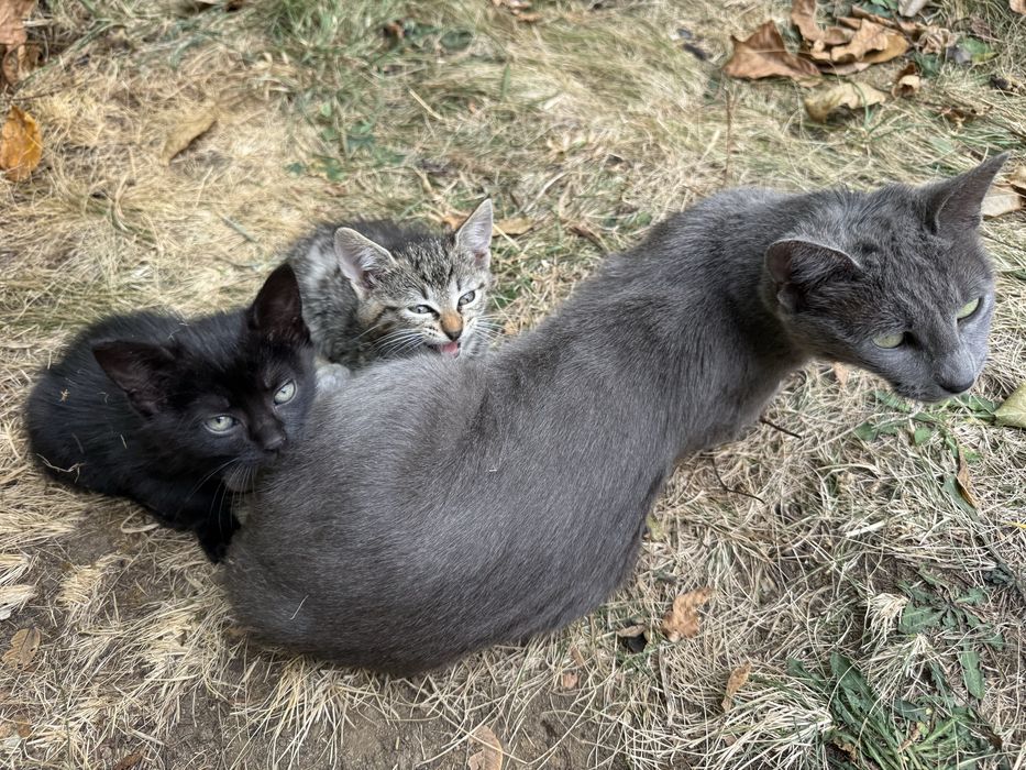 Подарявам котета