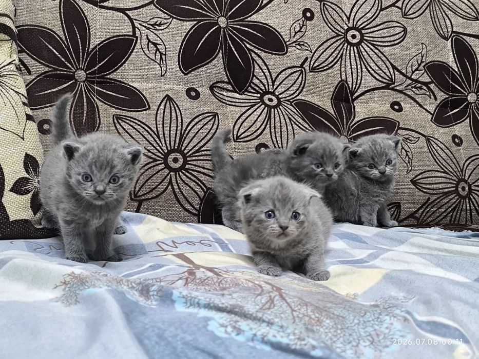 Scottish Fold / Scottish Straight mushukchalari sotiladi