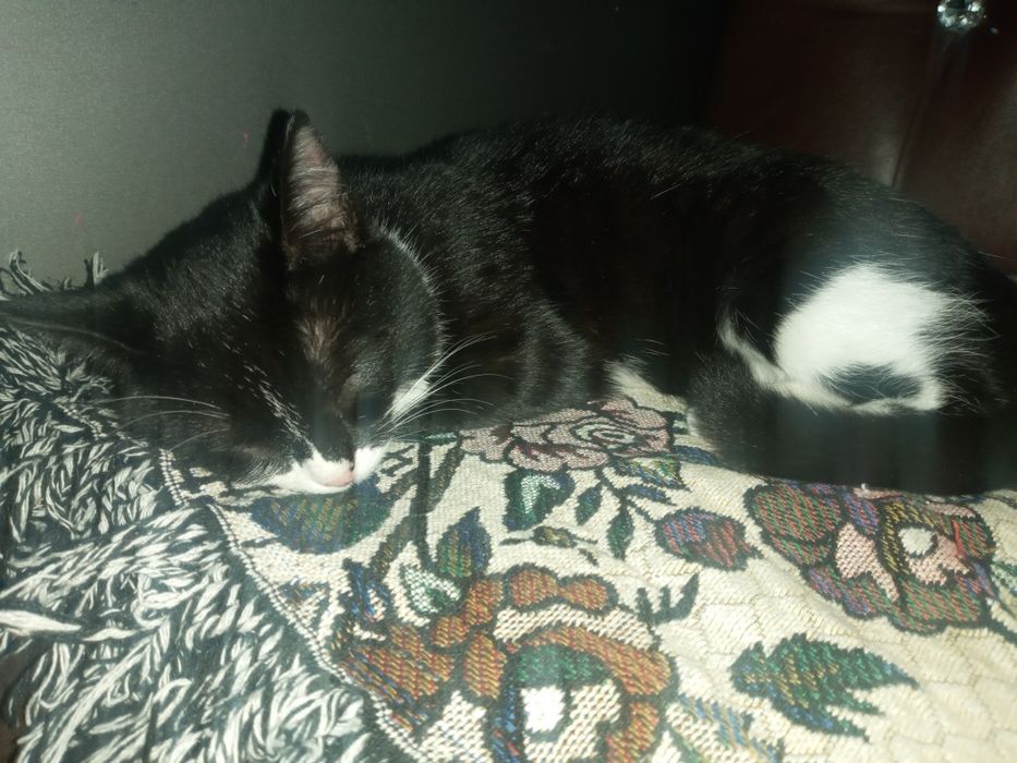 Отдам кошечку бесплатно