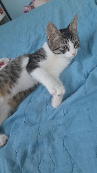 Подарявам 3 котета.Спасени.