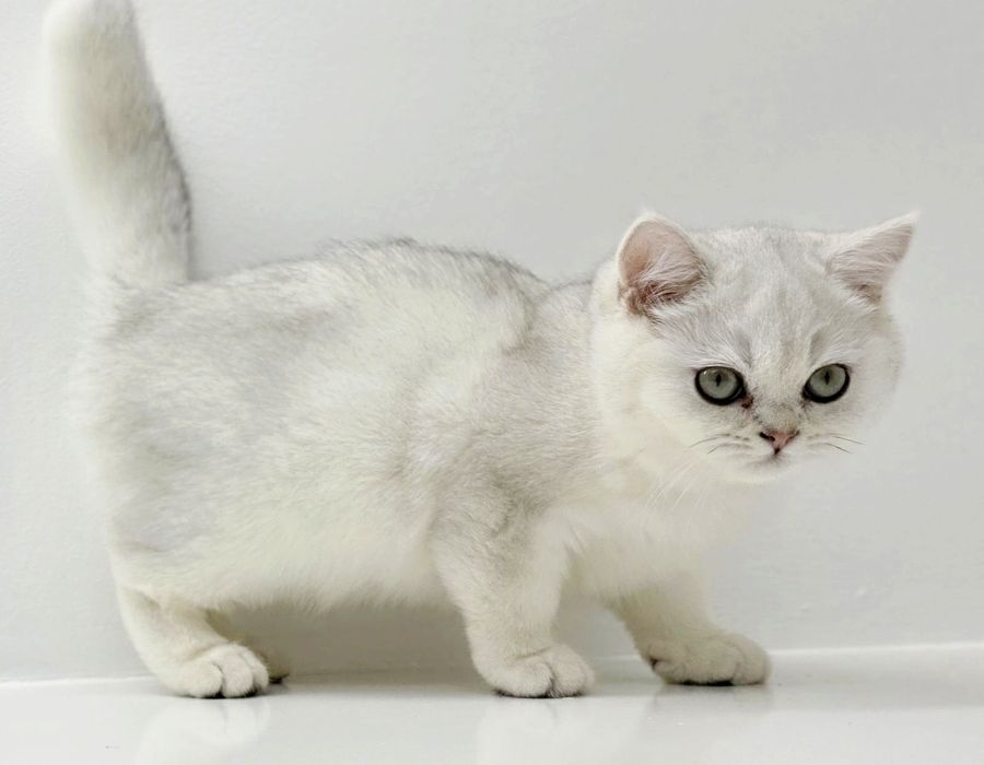 Котик  БриТансКий сереБро шинШилла