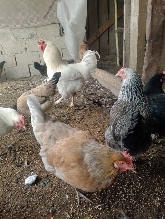 тауықтар сатылады