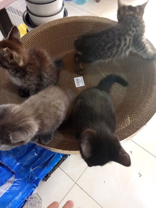 Отдам котят бесплатно в хорошие руки