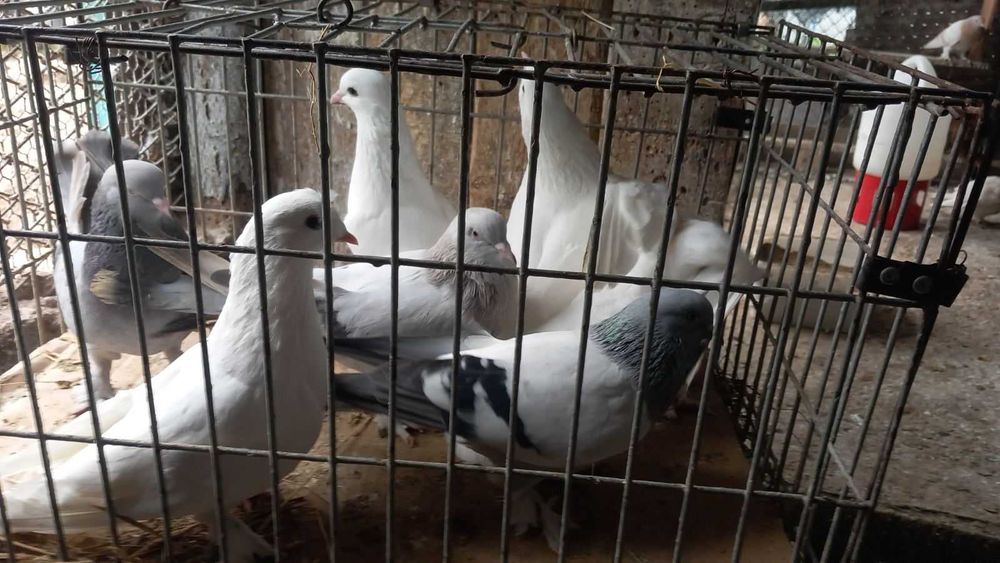 Продавам гълъби град Ямбол