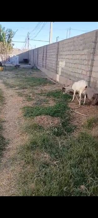 альпийский саунды ешкі сатылады