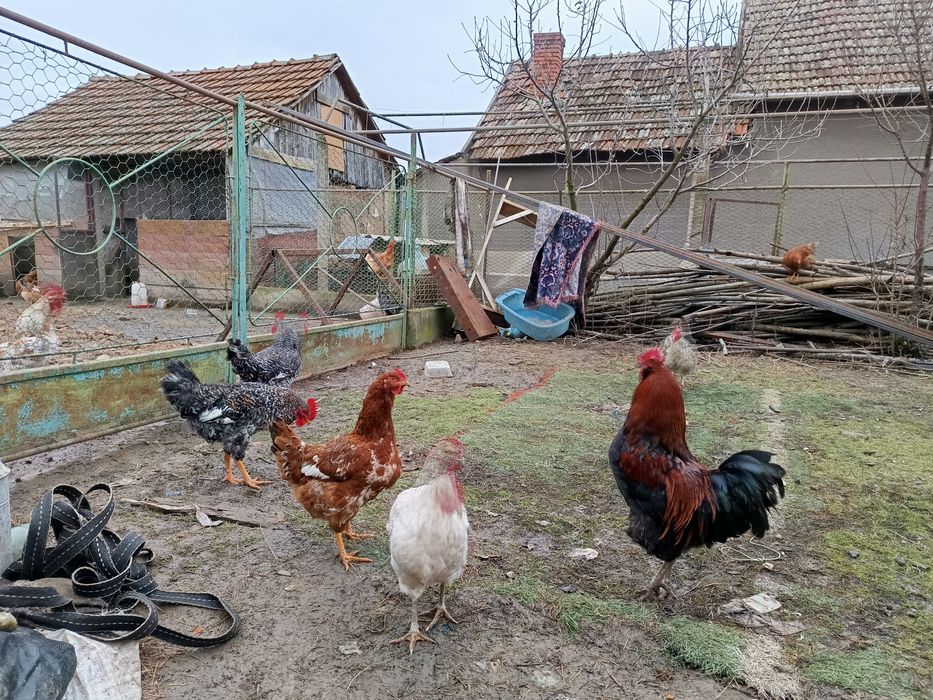 Vând cocoși tineri