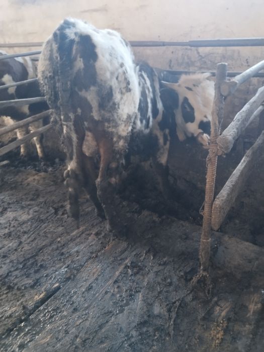 Откорм бұқалар сатылады