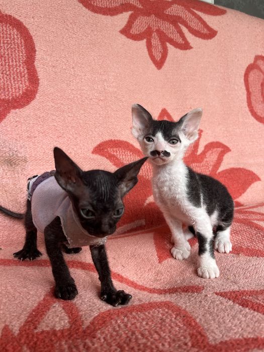 Котята канадского сфинкса