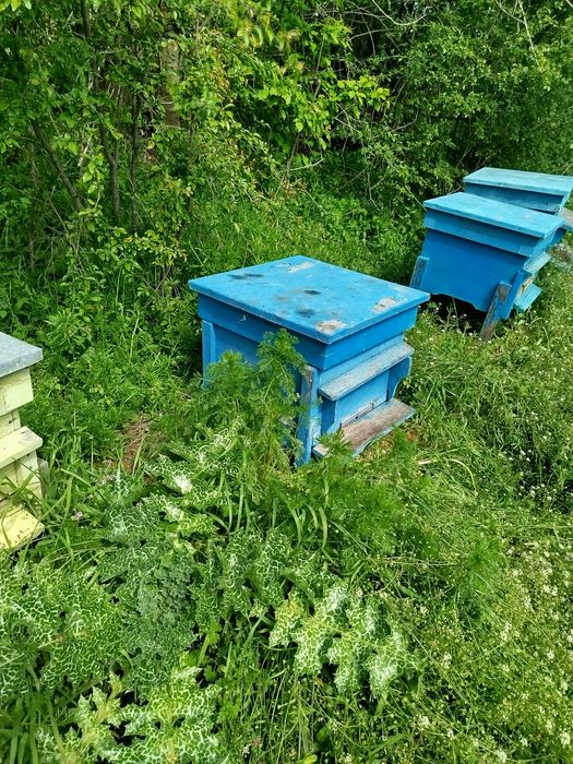 12 рамкови  Кошери с магазините .