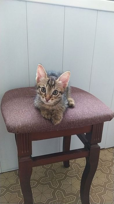 Котенок в добрые руки
