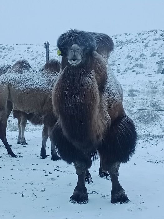 Ылғал киска мен мүшесі