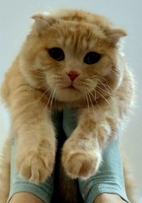 Британский мушук сотилади. Зоти тоза.