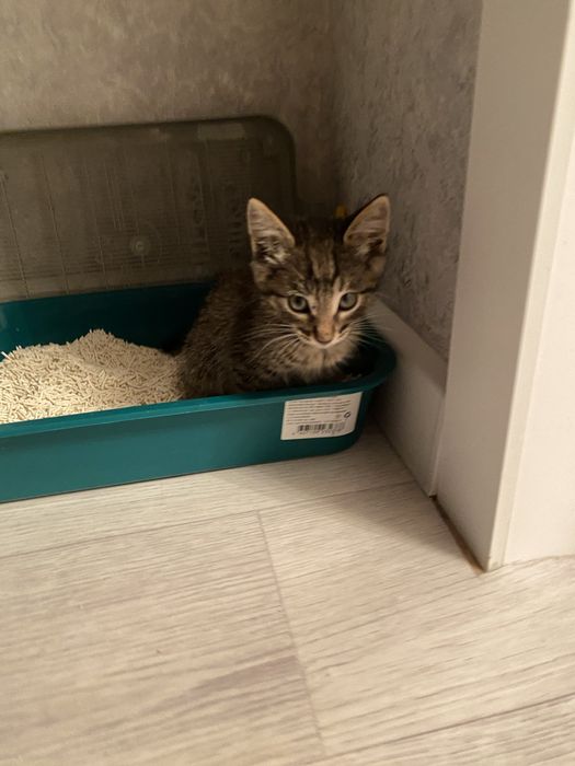 котенок мальчик