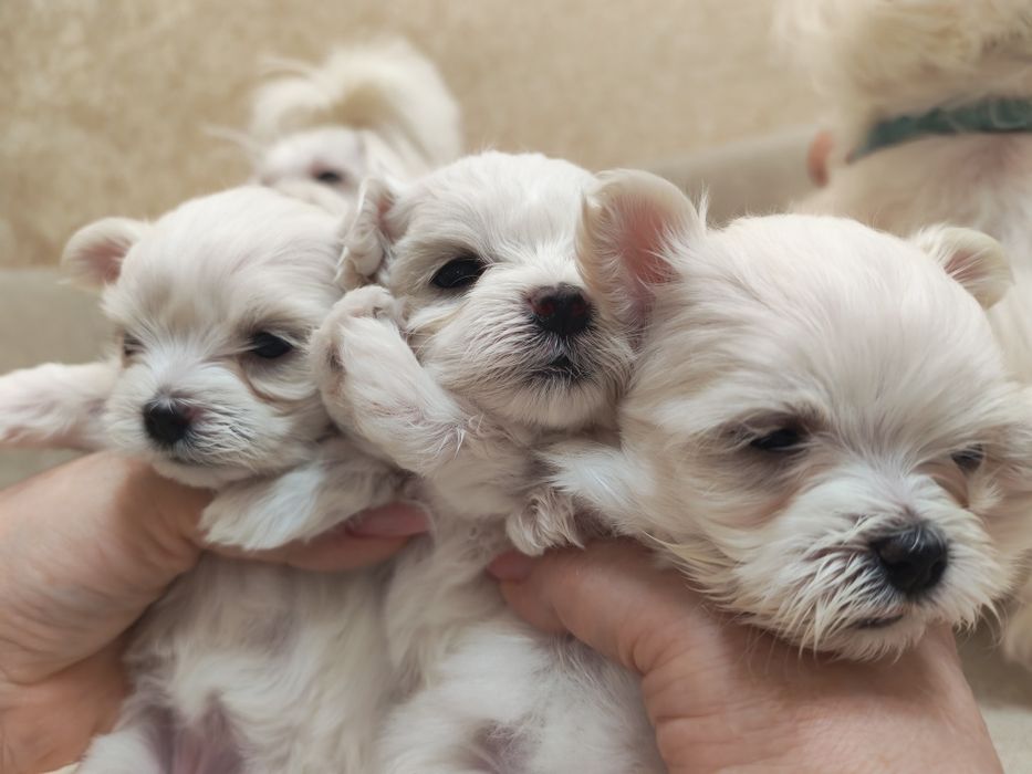 Продам щенко мальтийских болонок