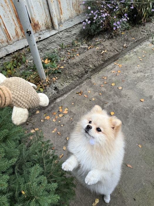 Немецкий малый шпиц для вязки