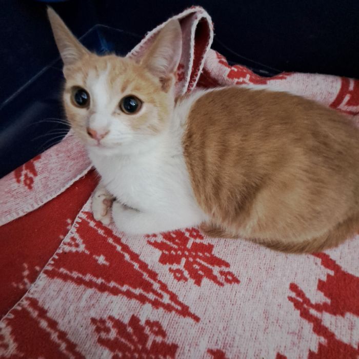 Adoptie pisica pui roscat Spiridon