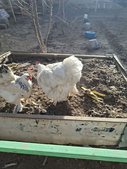 Светлый петух кахин белый