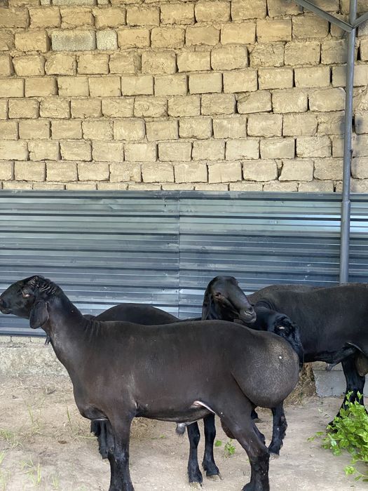 Kotta qochqorla sotiladi