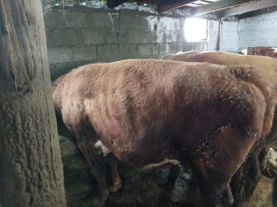 Продам бычки на откорме