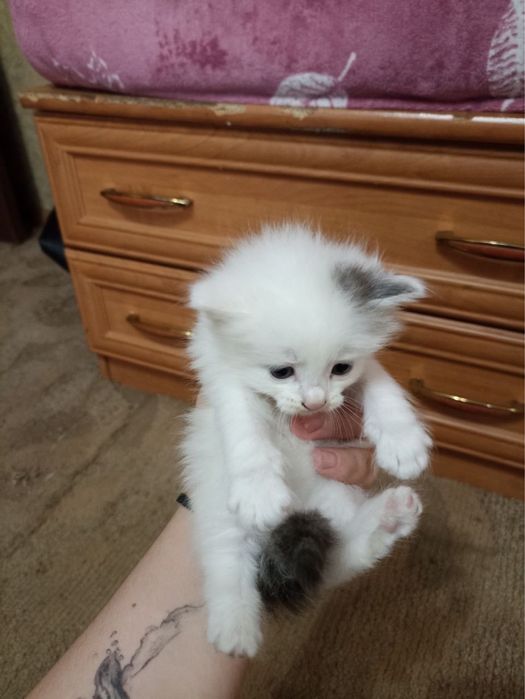 Отдам даром котят