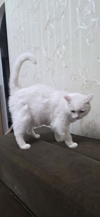 Отдадим в добрые руки