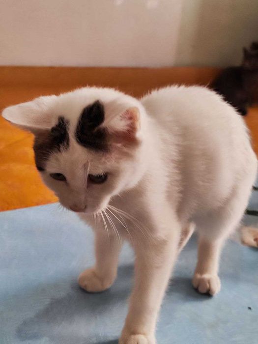 Котик Бобрик ищет дом