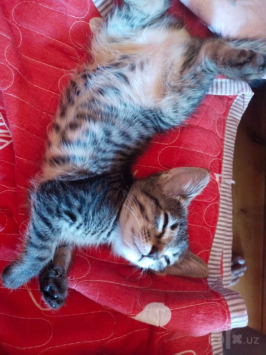 Котенок девочка 2 месяца
