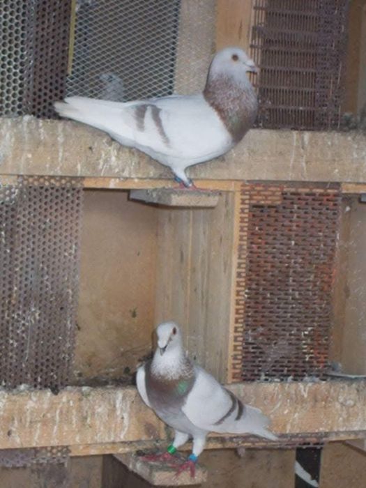 Porumbei Voiajori Bricoux